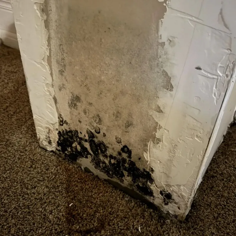 Professional Mold Removal in Jonesville, NC